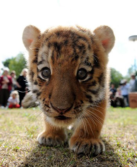 64739-cute-baby-tiger